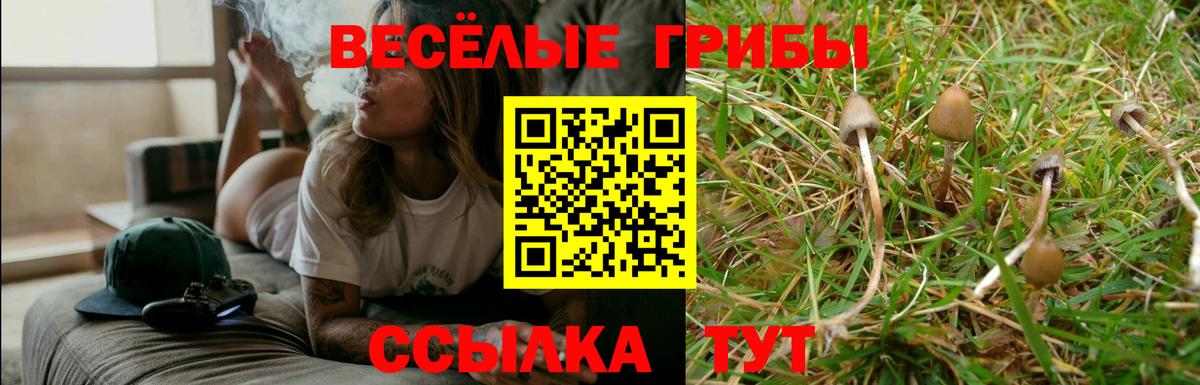 Псилоцибиновые грибы Psilocybe Гудермес