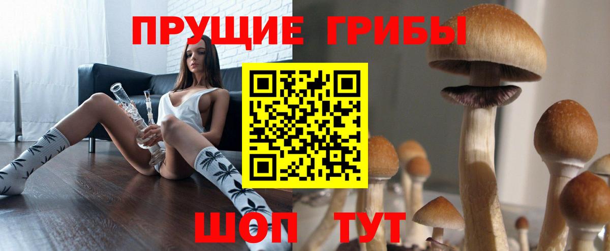 Гудермес  купить   Вход с VPN  Псилоцибиновые грибы Psilocybe 